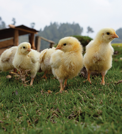 Baby chicks